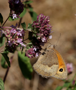 Meadow Brown (Maniola jurtina)
