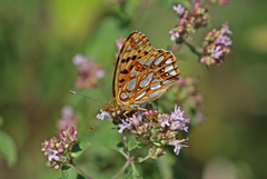Queen of Spain Fritillary (Issoria lathonia)