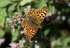 Queen of Spain Fritillary (Issoria lathonia)