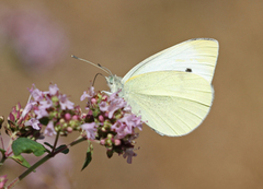 Liten kålsommerfugl (Pieris rapae)