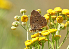 Ringlet (Aphantopus hyperantus)