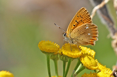Scarce Copper (Lycaena virgaureae)