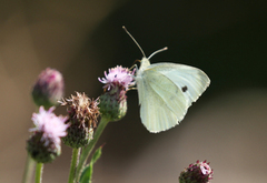 Liten kålsommerfugl (Pieris rapae)