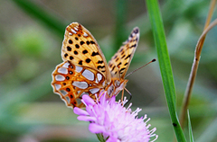 Queen of Spain Fritillary (Issoria lathonia)