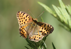 Queen of Spain Fritillary (Issoria lathonia)