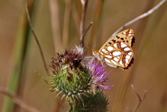 Sølvkåpe (Issoria lathonia)