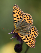 Queen of Spain Fritillary (Issoria lathonia)