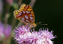 Queen of Spain Fritillary (Issoria lathonia)