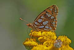 Queen of Spain Fritillary (Issoria lathonia)