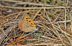 Ildgullvinge (Lycaena phlaeas)