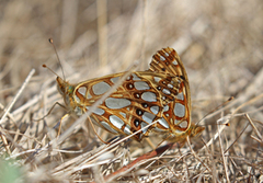 Queen of Spain Fritillary (Issoria lathonia)