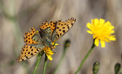 Queen of Spain Fritillary (Issoria lathonia)