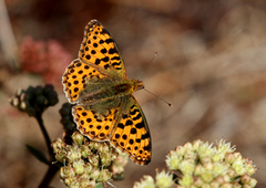 Queen of Spain Fritillary (Issoria lathonia)