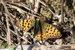 Queen of Spain Fritillary (Issoria lathonia)