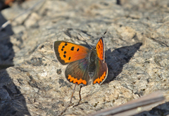 Ildgullvinge (Lycaena phlaeas)