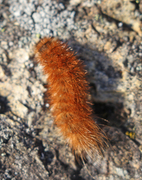 Ruby Tiger (Phragmatobia fuliginosa)