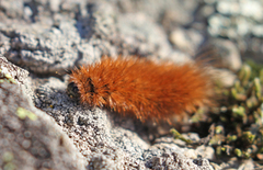 Ruby Tiger (Phragmatobia fuliginosa)