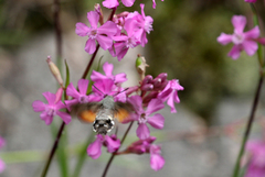 Hummingbird Hawk-moth (Macroglossum stellatarum)