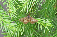 Lyngmåler (Ematurga atomaria)