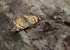 Painted Lady (Vanessa cardui)
