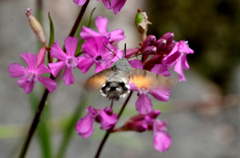 Hummingbird Hawk-moth (Macroglossum stellatarum)