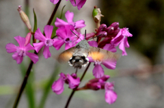 Dagsvermer (Macroglossum stellatarum)