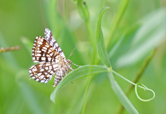 Rutemåler (Semiothisa clathrata)