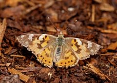 Tistelsommerfugl (Vanessa cardui)