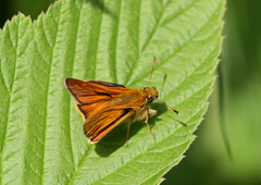 Large Skipper (Ochlodes sylvanus)