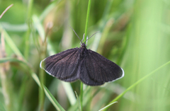 Chimney Sweeper (Odezia atrata)