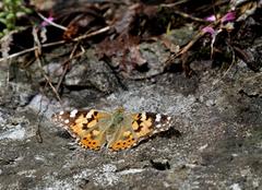 Painted Lady (Vanessa cardui)