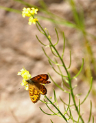 Sørringvinge (Lasiommata megera)