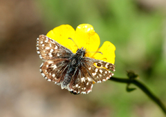 Grizzled Skipper (Pyrgus malvae)