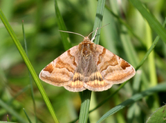 Burnet Companion (Euclidia glyphica)