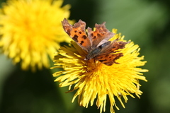 Comma Butterfly (Polygonia c-album)
