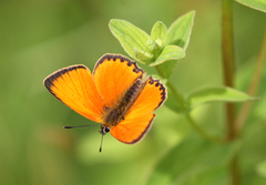 Oransjegullvinge (Lycaena virgaureae)