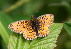 Small Pearl-bordered Fritillary (Boloria selene)
