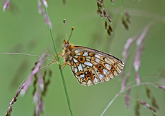 Small Pearl-bordered Fritillary (Boloria selene)