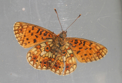 Small Pearl-bordered Fritillary (Boloria selene)