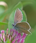 Mazarine Blue (Cyaniris semiargus)