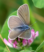 Mazarine Blue (Cyaniris semiargus)