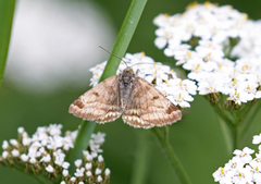 Brunt slåttefly (Euclidia glyphica)