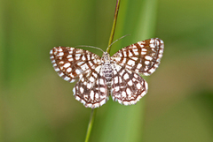 Rutemåler (Semiothisa clathrata)