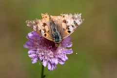 Painted Lady (Vanessa cardui)