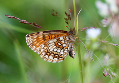 False-heath Fritillary (Melitaea diamina)