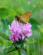 Large Skipper (Ochlodes sylvanus)