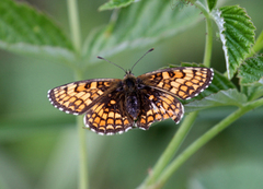 Heath Fritillary (Melitaea athalia)