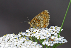 Heath Fritillary (Melitaea athalia)