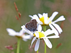 Myrblåvinge (Plebejus optilete)