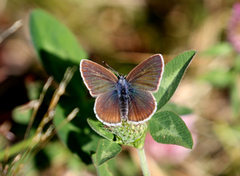 Mazarine Blue (Cyaniris semiargus)
